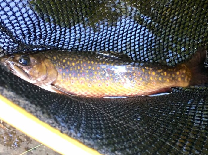 Salter Sea Run Brook Trout