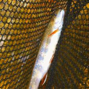 New Hampshire Brookie