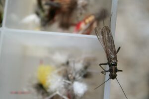 Bitterroot Stonefly