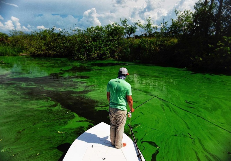 Chris Wittman observing Toxic Blue Green Algae Bloom