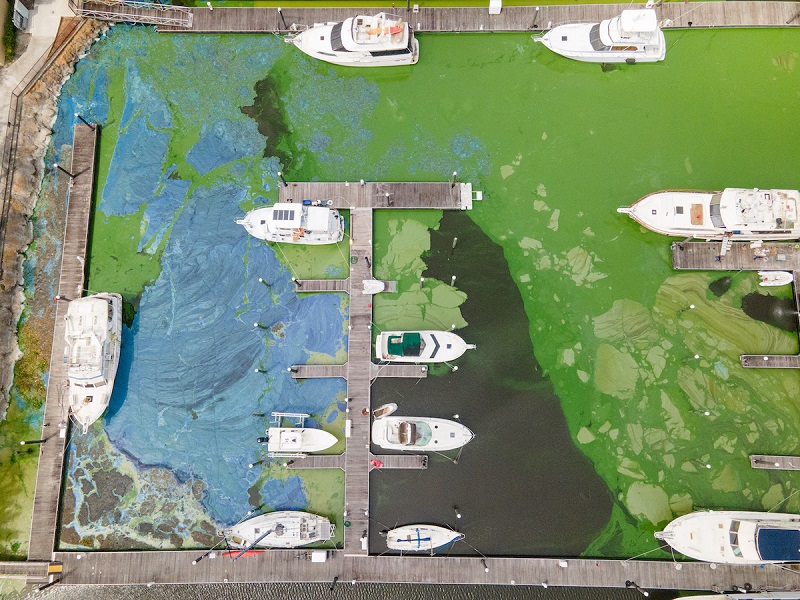 Toxic blue green algae bloom at Pahokee Marina Noah Miller Captains For Clean Water