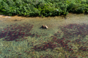 One Step Forward for Bristol Bay; 40 Day Comment Period Begins