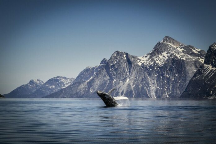 Maniitsoq whale watching greenland